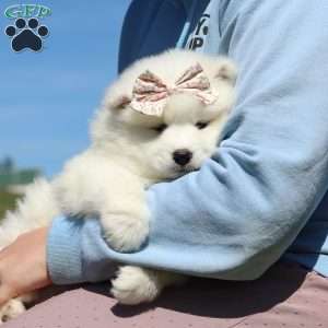 Millie, Samoyed Puppy
